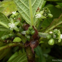 Psychotria dubia var. dubia (Wight) Alston